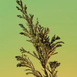 Imagen de Calvin Klein Eternity For Men Edp 50 ml